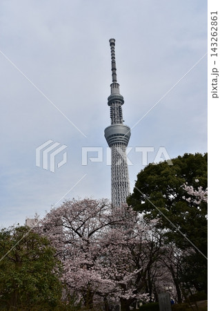 日本の春の東京　東京スカイツリーと周辺のマンション　満開の桜と美しい新緑と立派な松の木 143262861
