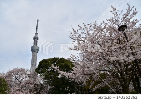 日本の春の東京　東京スカイツリーと周辺のマンション　満開の桜と美しい新緑と立派な松の木 143262862