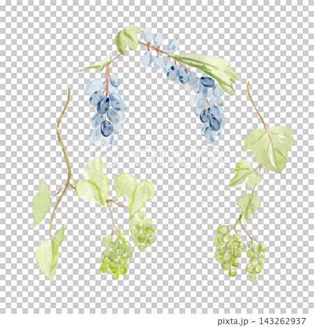 Grapevine branches with blue, green grape clusters, leaves, hand painted watercolor illustration isolated on white. Botanical elements for labels, menus, packaging, invitations, branding, stationery Grapevine branches with blue, green grape clusters, leaves, hand painted watercolor illustration isolated on white. Botanical elements for labels, menus, packaging, invitations, branding, stationery 143262937