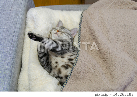 ふわふわの毛布をかけて幸せそうに眠る猫 ふわふわの毛布をかけて幸せそうに眠る猫 143263195