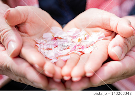 【春のウェディングのイメージ】掌の上に桜の花びらとと婚約指輪 【春のウェディングのイメージ】掌の上に桜の花びらとと婚約指輪 143263348