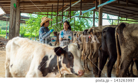 Asian Female Veterinarian and Farmer Checking Dairy Cow Health in Farm Asian Female Veterinarian and Farmer Checking Dairy Cow Health in Farm 143263997