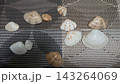 様々な模様や形をした二枚貝の貝殻のコレクション マクロ撮影 143264069