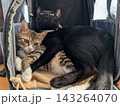 ペットキャリーの中で仲良くハグをして一緒にカメラを見つめるかわいい黒猫と子猫 143264070