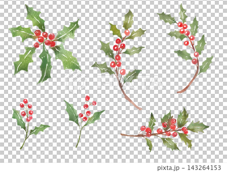 Watercolor illustration of holly Watercolor illustration of holly 143264153