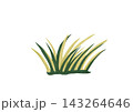 草 143264646