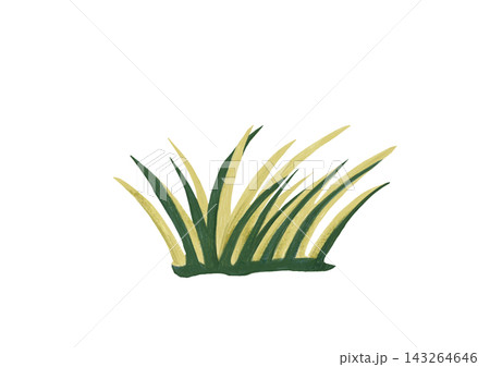 草 草 143264646