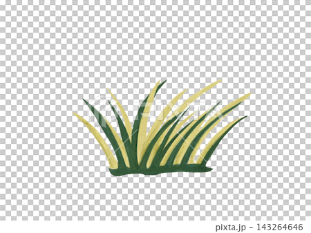 草 草 143264646