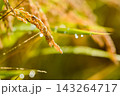 実りの秋の稲穂 143264717