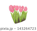 チューリップ（ピンク色） 143264723