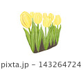 チューリップ（黄色） 143264724