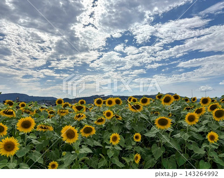 夏のひまわり畑と青空 143264992