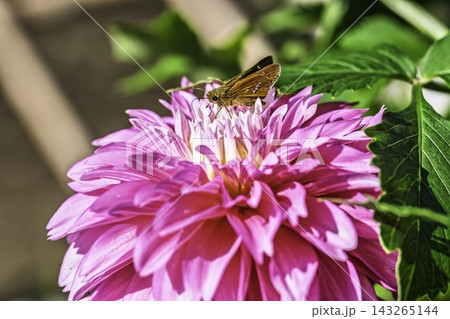 秋の公園　鮮やかに咲いたダリヤ　川西ダリア園　山形県川西町 143265144