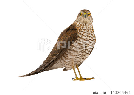 sparrowhawk (accipiter nisus) isolated on white background sparrowhawk (accipiter nisus) isolated on white background 143265466