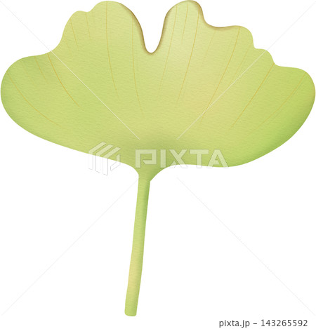 Leaf in autumn hand drawn transparency illustration. 143265592
