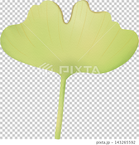 Leaf in autumn hand drawn transparency illustration. 143265592