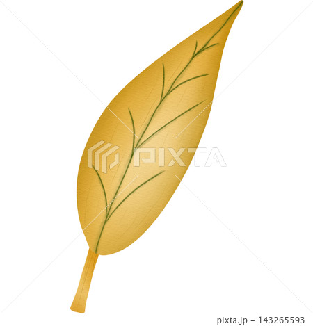Leaf in autumn hand drawn transparency illustration. Leaf in autumn hand drawn transparency illustration. 143265593
