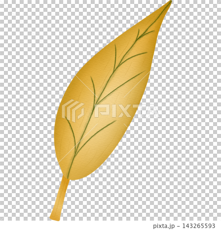 Leaf in autumn hand drawn transparency illustration. Leaf in autumn hand drawn transparency illustration. 143265593
