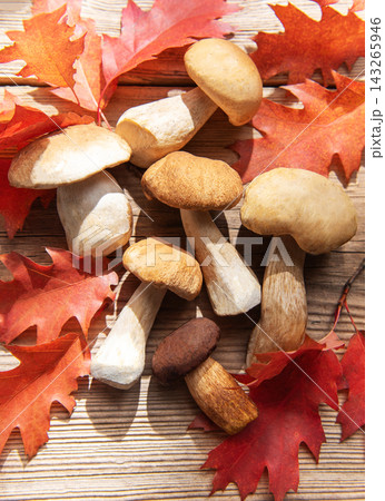 Porcini mushrooms with red oak leaves on wood Porcini mushrooms with red oak leaves on wood 143265946