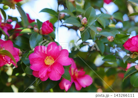 ピンクの山茶花のクローズアップ ピンクの山茶花のクローズアップ 143266111