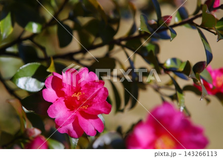 ピンクの山茶花のクローズアップ ピンクの山茶花のクローズアップ 143266113