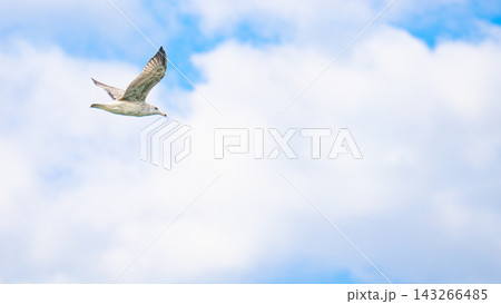 青空を飛ぶ若いセグロカモメ Larus vegae 青空を飛ぶ若いセグロカモメ Larus vegae 143266485