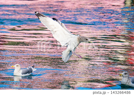 色鮮やかな水面へ舞い降りるセグロカモメ Larus vegae 色鮮やかな水面へ舞い降りるセグロカモメ Larus vegae 143266486