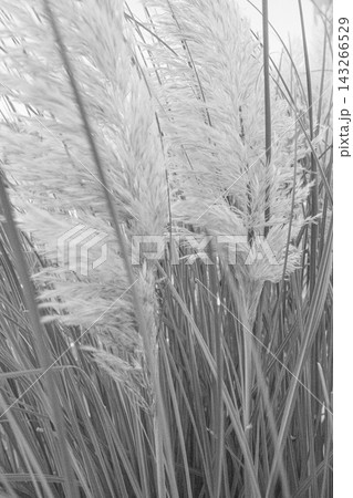 ハイキーのモノクロで表現したパンパスグラス(Cortaderia selloana)の柔らかな穂 ハイキーのモノクロで表現したパンパスグラス(Cortaderia selloana)の柔らかな穂 143266529