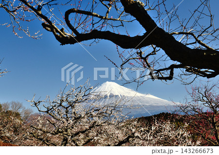未だ寒い初春に白梅の開花と青空と積雪の富士山 未だ寒い初春に白梅の開花と青空と積雪の富士山 143266673