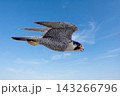 青空をバックに飛ぶハヤブサ 143266796