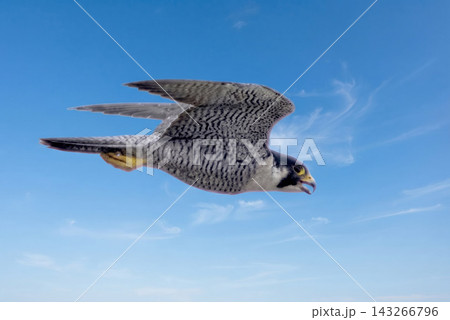 青空をバックに飛ぶハヤブサ 143266796