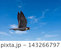 獲物を探しているハヤブサ 143266797