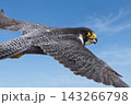 青空の中を飛んでるハヤブサ 143266798