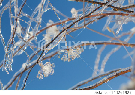 Frozen plant seeds encased in crystal clear ice against a deep blue sky Frozen plant seeds encased in crystal clear ice against a deep blue sky 143266923