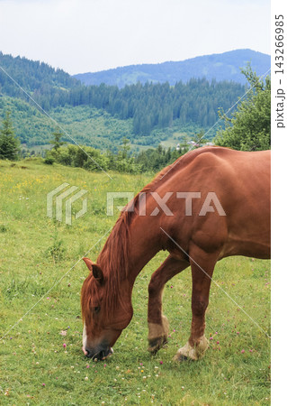 beautiful brown horses graze on a pasture in the mountains and eat grass 143266985