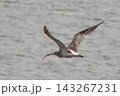 ダイシャクシギが飛び立ちました 143267231