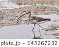 ダイシャクシギが渡ってきました 143267232