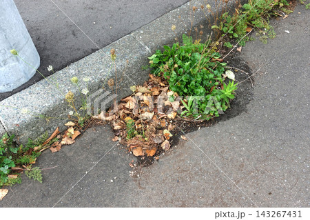 道路脇の排水口が土砂と落ち葉と雑草で塞がり機能を失っている 道路脇の排水口が土砂と落ち葉と雑草で塞がり機能を失っている 143267431