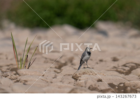 White Wagtail (Motacilla alba) standing on a rocky riverbank 143267673