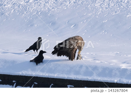 オジロワシとカラス 冬 雪 オジロワシとカラス 冬 雪 143267804