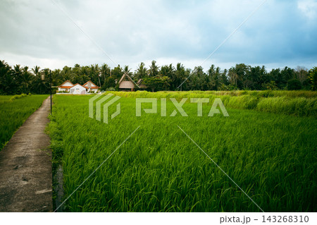 Ubud rice terrace pathway in Bali surrounded by lush tropical countryside beneath dramatic clouds. Peaceful travel destination, wellness retreat and slow living landscape Ubud rice terrace pathway in Bali surrounded by lush tropical countryside beneath dramatic clouds. Peaceful travel destination, wellness retreat and slow living landscape 143268310