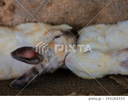 Two cute domestic rabbits sleeping and cuddling together. Two cute domestic rabbits sleeping and cuddling together. 143268333