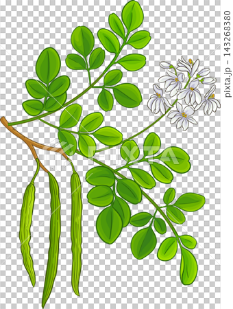 Moringa Branch Colored Detailed Illustration Moringa Branch Colored Detailed Illustration 143268380