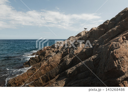 Rocky Mediterranean coastline with seagull on Costa Brava in Spain. Scenic seaside landscape for coastal travel nature tourism wildlife photography and outdoor adventure Rocky Mediterranean coastline with seagull on Costa Brava in Spain. Scenic seaside landscape for coastal travel nature tourism wildlife photography and outdoor adventure 143268486