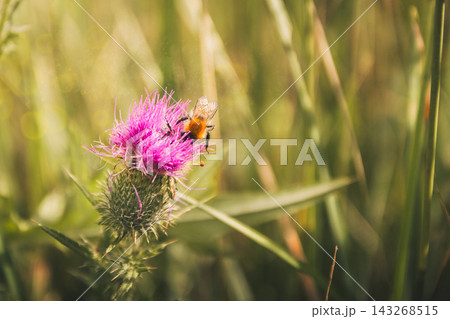 Busy bee collecting pollen from a vibrant purple common thistle flower, aiding pollination and biodiversity in a sunny summer meadow with green bokeh background 143268515