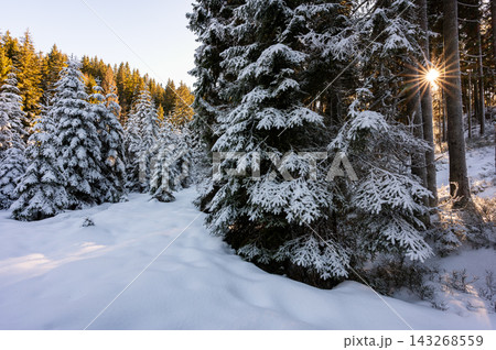 Snow-covered trees in the Modrava valley of Sumava National Park, Czech Republic, illuminated by warm sunset light, creating a magical winter landscape. Snow-covered trees in the Modrava valley of Sumava National Park, Czech Republic, illuminated by warm sunset light, creating a magical winter landscape. 143268559