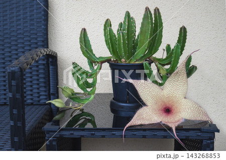 開花した多肉植物スタペリア・ギガンテア（王犀角）の巨大な星型の花 143268853