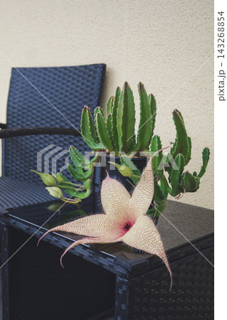 縦位置で捉えた多肉植物スタペリア・ギガンテア（王犀角）の奇妙な大輪の花と蕾 143268854