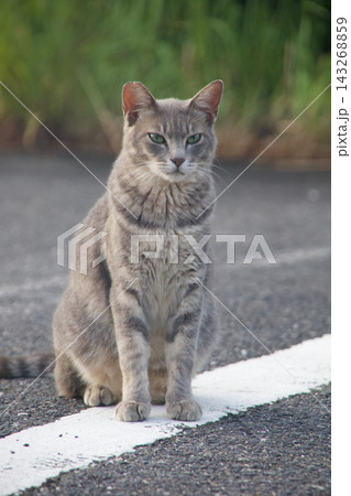 見つめる猫 見つめる猫 143268859