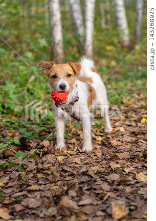 Jack Russell Terrier Dog Playing with Red Ball in Forest During Autumn, Canine Training and Outdoor Recreation Jack Russell Terrier Dog Playing with Red Ball in Forest During Autumn, Canine Training and Outdoor Recreation 143268925